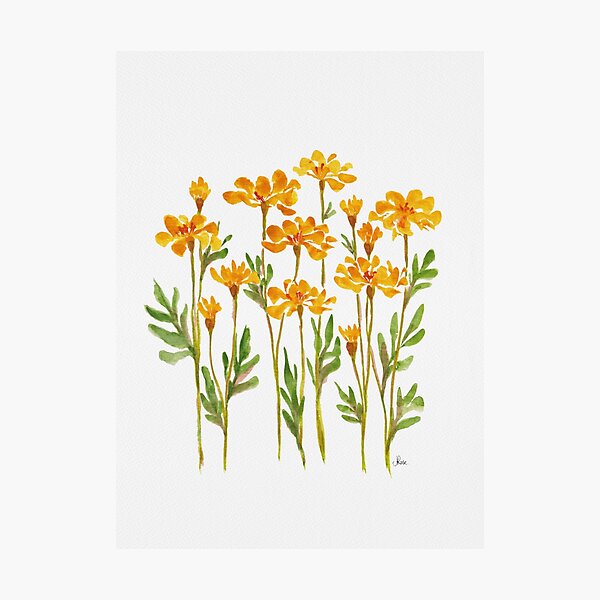 Item preview, Golden Marigold Flowers designed and sold by JRoseDesign.