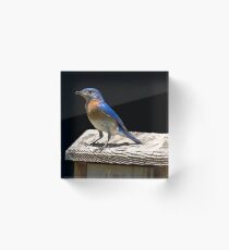 Male Blue Bird Portrait Acrylic Block