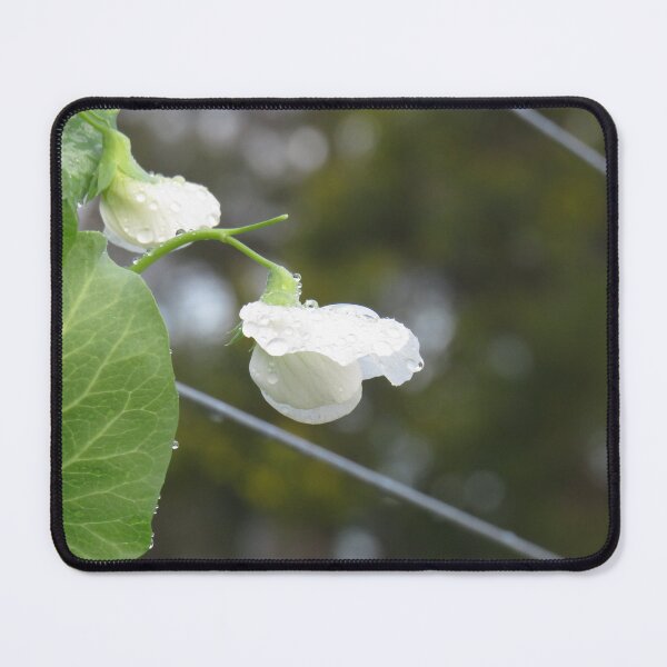 Item preview, White pea flowers designed and sold by greentiger1.