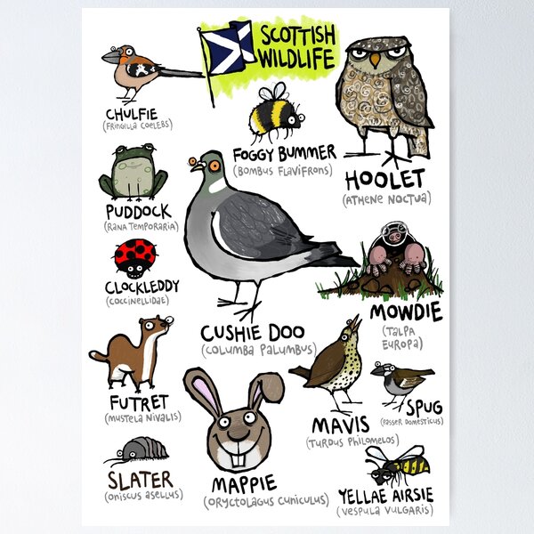Item preview, Scottish Wildlife: a field guide designed and sold by dotmund.