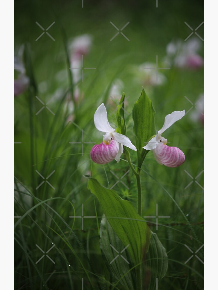 Lady Slippers by debfaraday