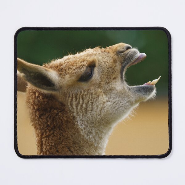 Item preview, Vicuna Showing His Teeth designed and sold by rawshutterbug.