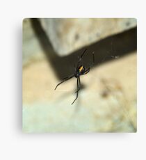 Western Black Widow Spider Canvas Print