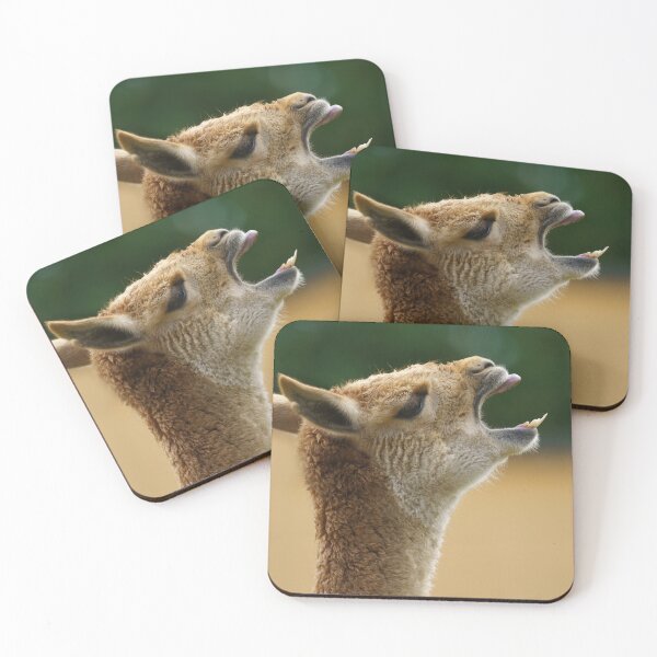 Item preview, Vicuna Showing His Teeth designed and sold by rawshutterbug.