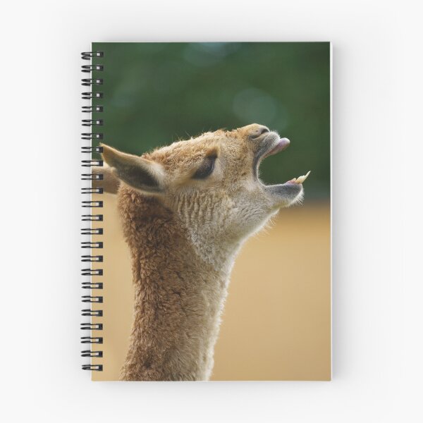 Item preview, Vicuna Showing His Teeth designed and sold by rawshutterbug.