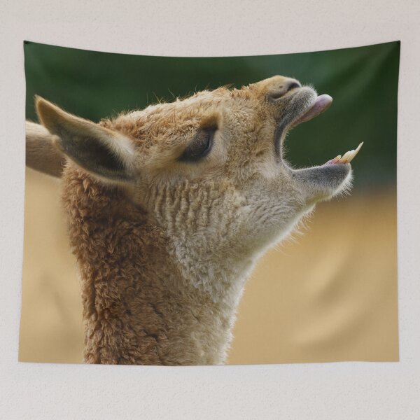 Item preview, Vicuna Showing His Teeth designed and sold by rawshutterbug.