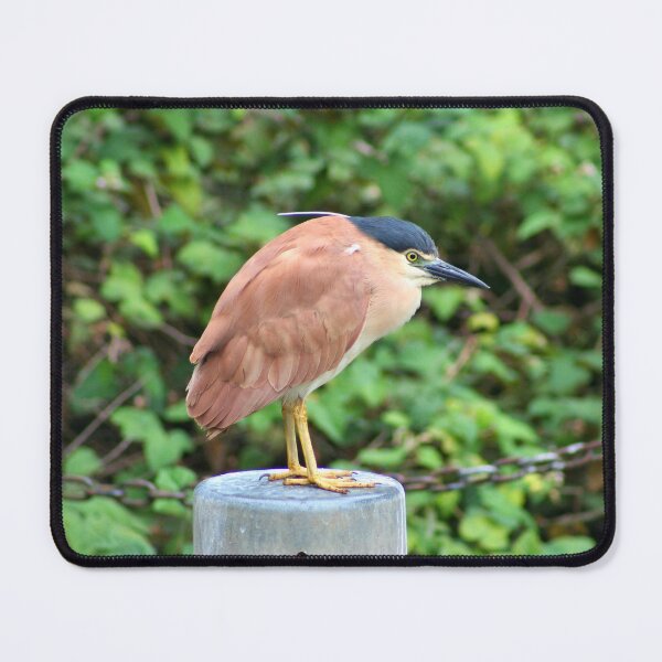Item preview, Australian nankeen night heron designed and sold by FranWest.