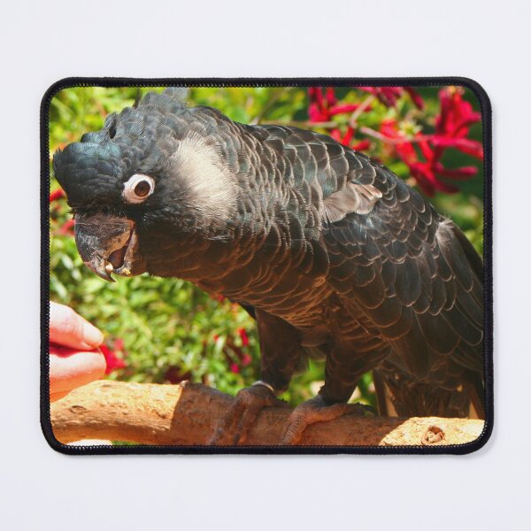 Item preview, Carnaby's black cockatoo designed and sold by FranWest.