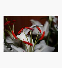 Lilly Photographic Print
