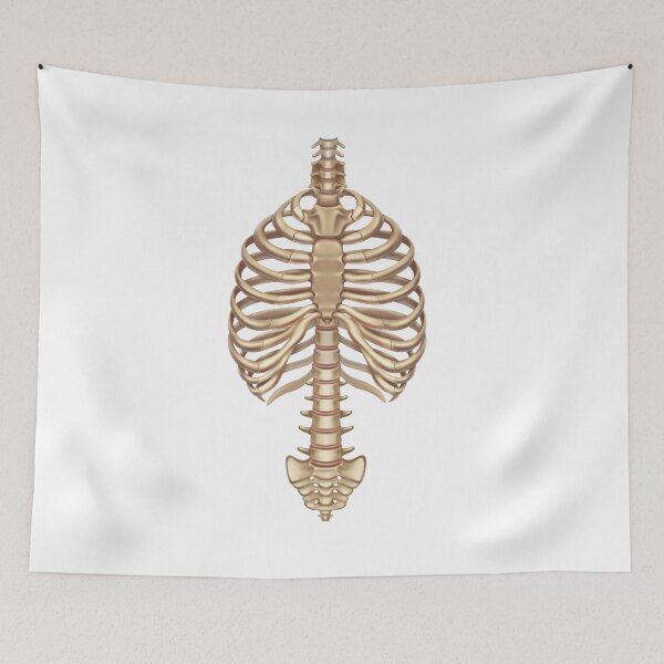 Item preview, Halloween Human Bones spinal column Skeleton Rib Cage  designed and sold by Med ing.