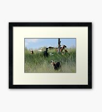 Herd of kiko goats moving to new grazing area Framed Print