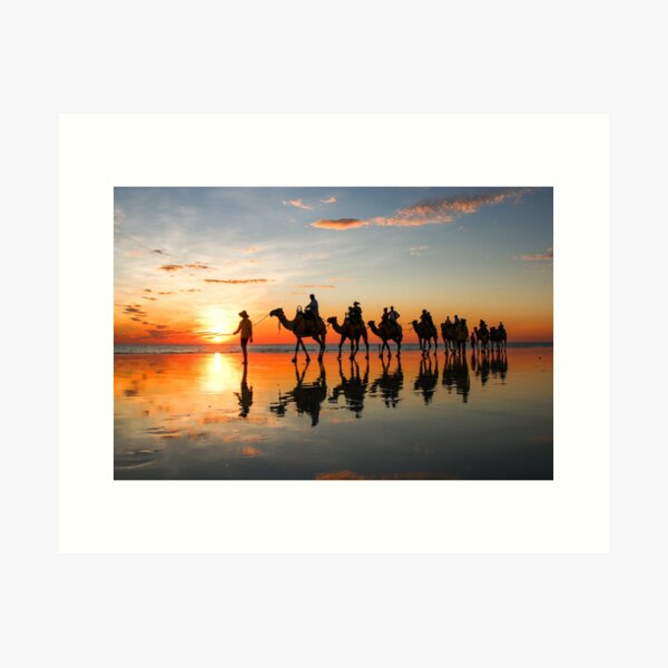 Camels on the beach, Broome, Australia Art Print