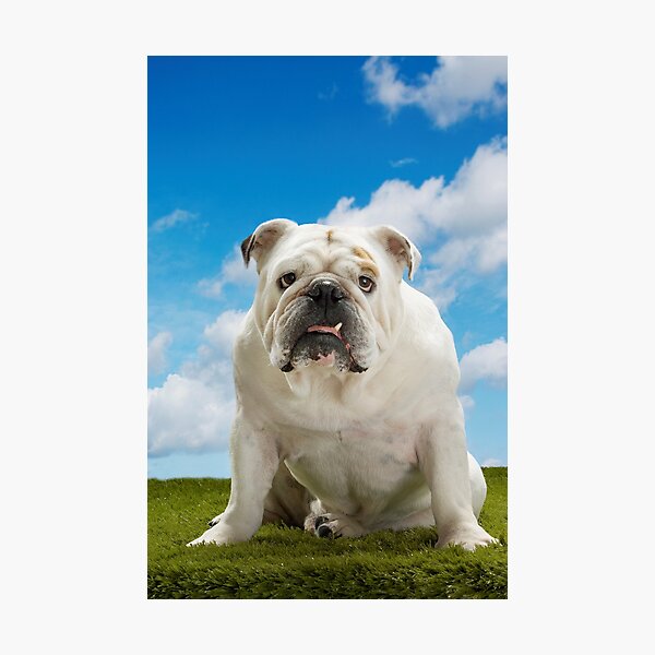Artikel-Vorschau von Mürrische britische Bulldogge, die draußen sitzt, designt und verkauft von sirtravelalot.