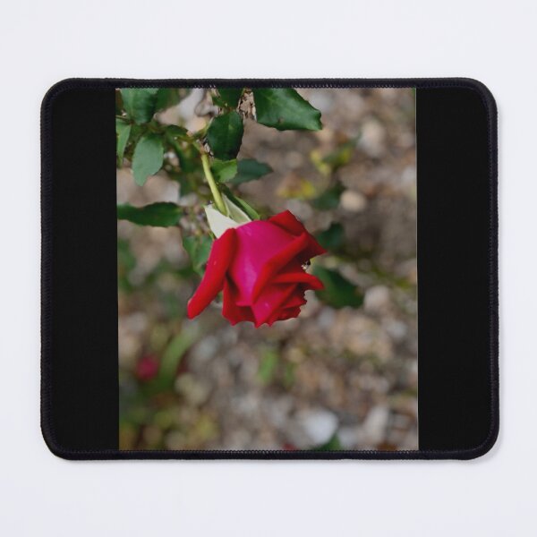 Item preview, Rosebud and Raindrop  designed and sold by KazM.