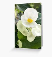White Greeting Card