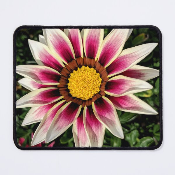 Item preview, Showstopper Bloom designed and sold by TavStone.