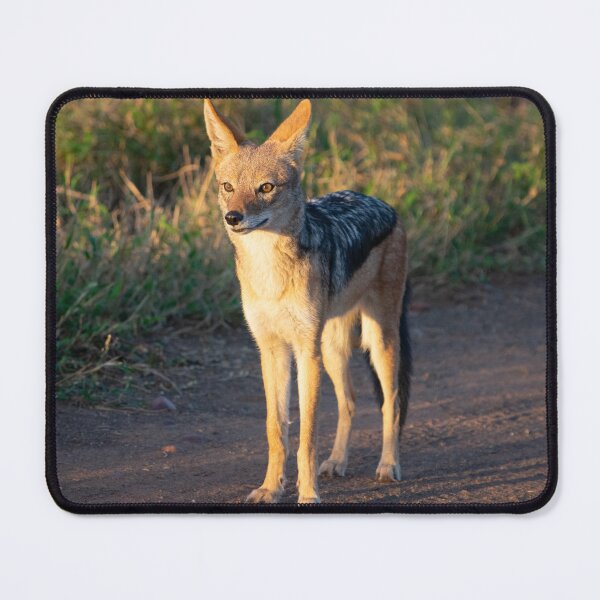 Item preview, Black Backed Jackal - Photographed in the Kruger National Park, South Africa designed and sold by Marlienart.