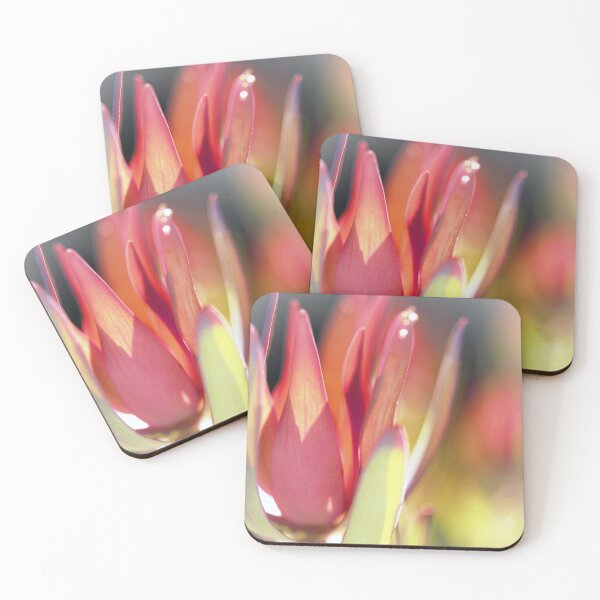 Item preview, Leucadendron - Touched by the Sun  designed and sold by imaginethis.