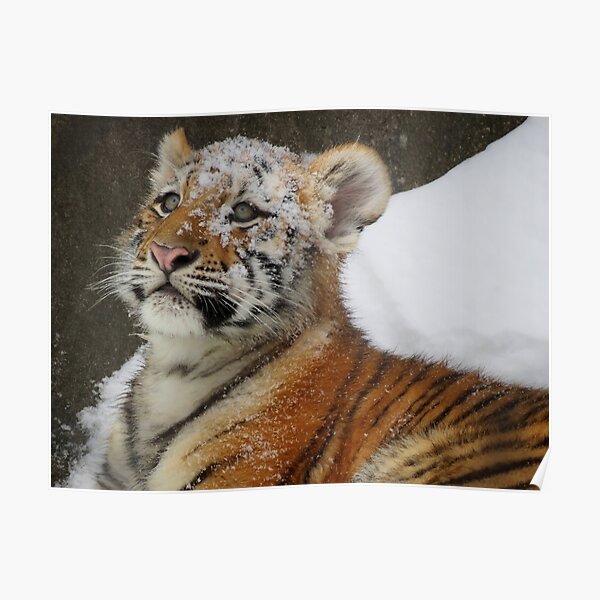 Poster Schnee Tiger Redbubble