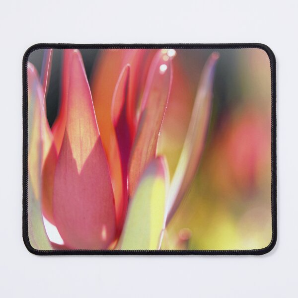Item preview, Leucadendron - Touched by the Sun  designed and sold by imaginethis.