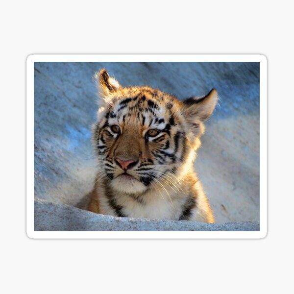 Baby Tiger Portrait Sticker