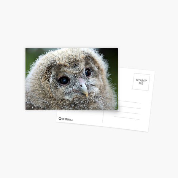 Baby Owl Postcard