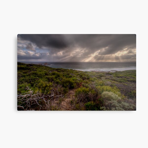 Oh Sugar Metal Print