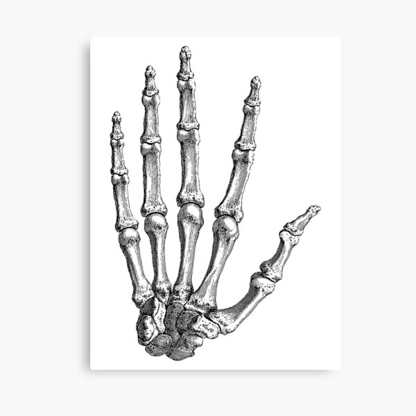 Skeleton Hand Drawing Canvas Print