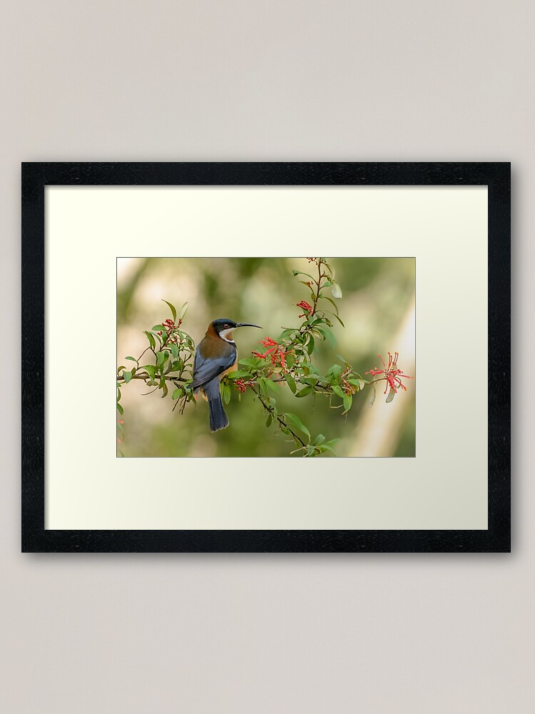 Thumbnail 1 of 7, Framed Art Print, Australian Birds|Eastern Spinebill|Australian Bird Photography designed and sold by barrycallister.
