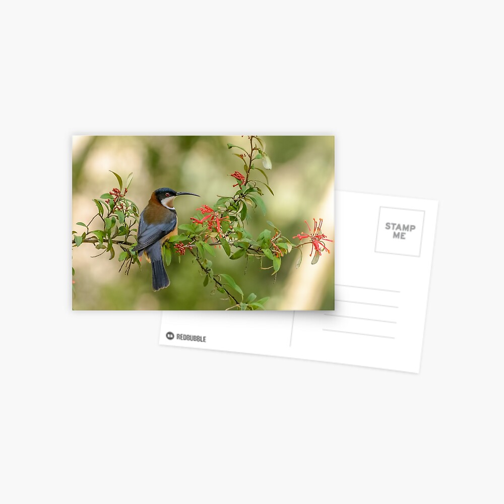 Item preview, Postcard designed and sold by barrycallister.