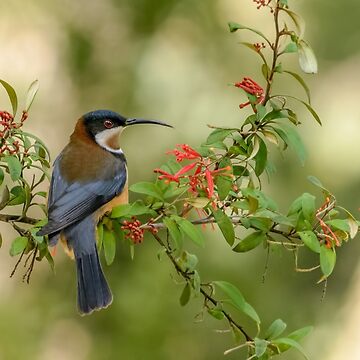 Artwork thumbnail, Australian Birds|Eastern Spinebill|Australian Bird Photography by Barry Callister Photography