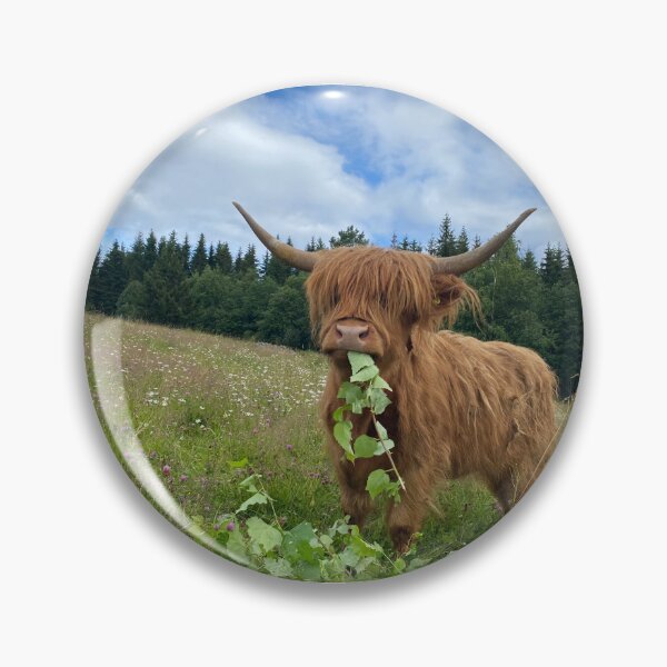 Artikelvorschau, Scottish Highland Cattle Cow eating leaves 4003 entworfen und verkauft von SaarelaHighland.