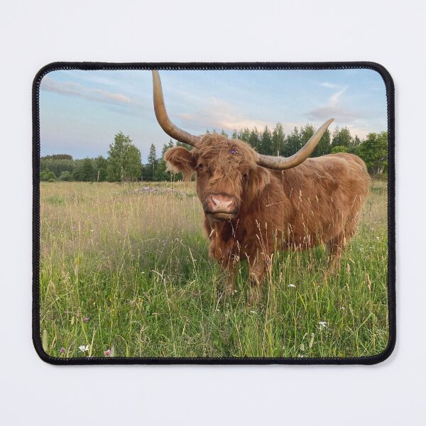 Item preview, Scottish Highland Cattle Cow 4014 designed and sold by SaarelaHighland.