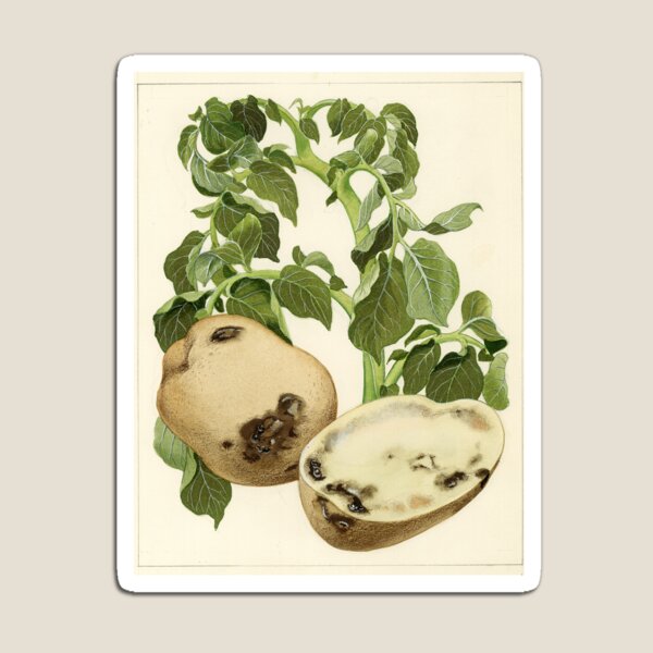 Bacterial Wilt of Potato Magnet