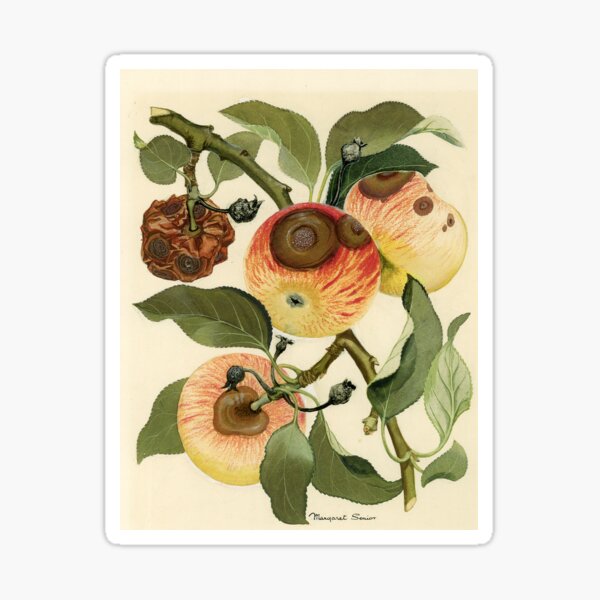 Item preview, Bitter Rot of Apple designed and sold by BiosecurityColl.