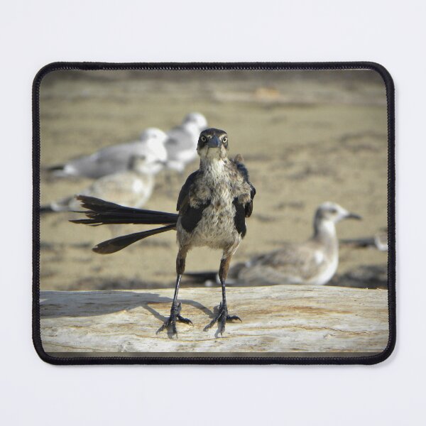 Item preview, Grackle designed and sold by Savannah Gibbs.