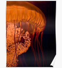 West Coast Sea Nettle Poster