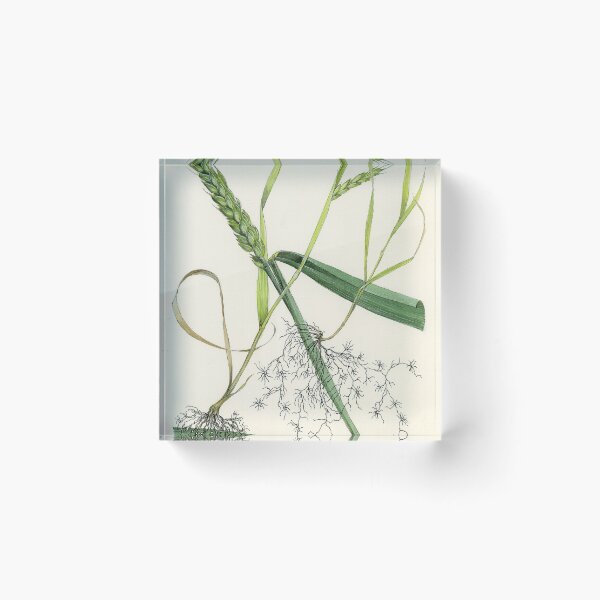 Item preview, Cereal Cyst Nematode designed and sold by BiosecurityColl.