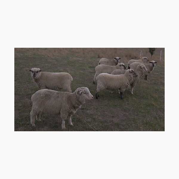 Item preview, Sheep designed and sold by lettie1957.