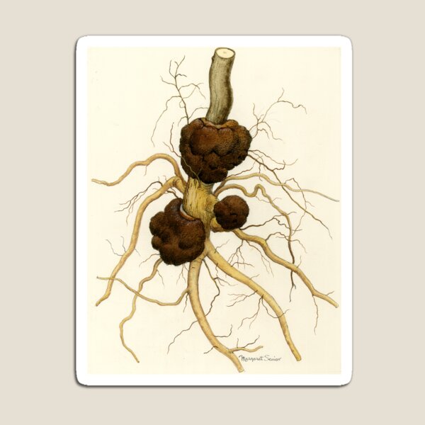 Crown Gall of Plants Magnet