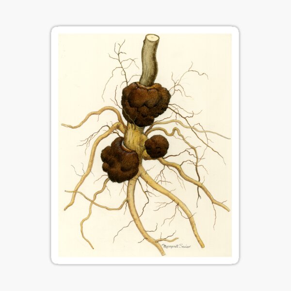Item preview, Crown Gall of Plants designed and sold by BiosecurityColl.