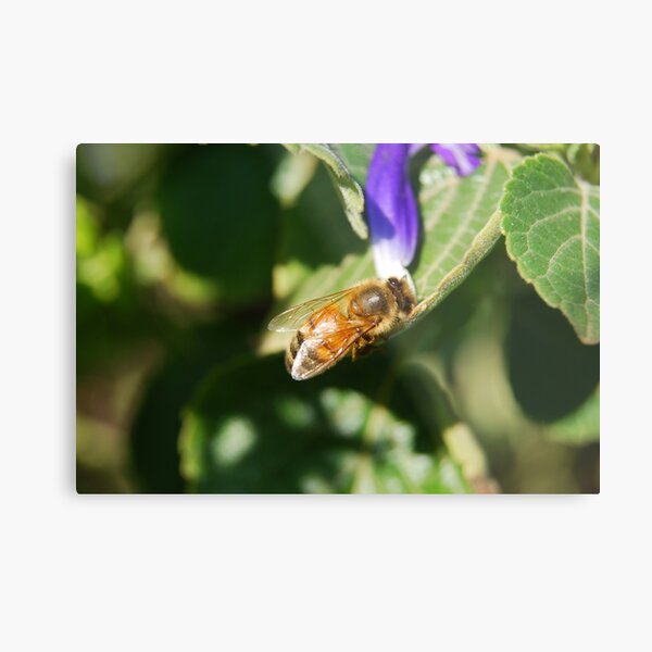 Working Bee Metal Print