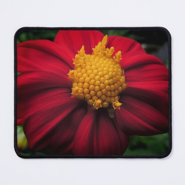 Item preview, Dahlia 'Bishop of Auckland'  designed and sold by Marilyn Harris.