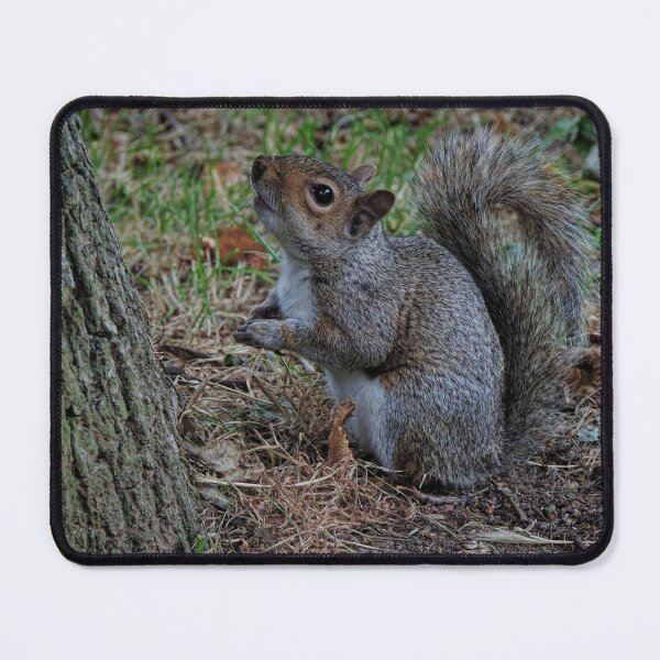 Item preview, Eastern Gray Squirrel (Sciurus carolinensis) designed and sold by Marilyn Harris.