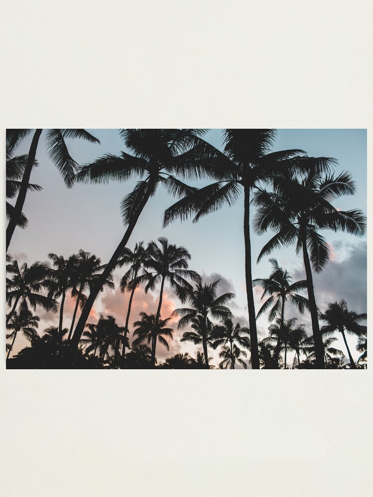 Alternate view of Pacific Palms Photographic Print