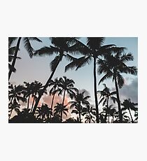 Pacific Palms Photographic Print
