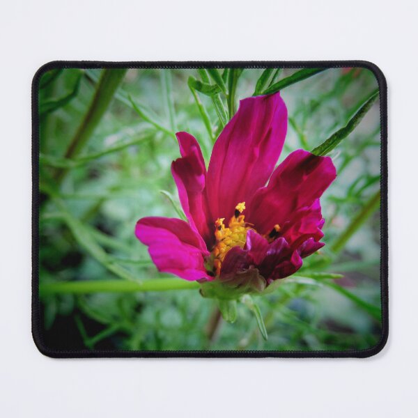 Item preview, Cosmos bipinnatus - Garden Cosmos or Mexican Aster designed and sold by Marilyn Harris.