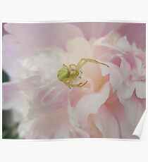 Green Spider on Pink Peony Poster