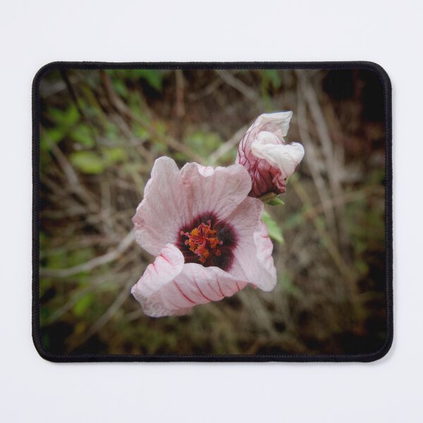 Item preview, Wild Hibiscus - Hibiscus trionum designed and sold by Marilyn Harris.