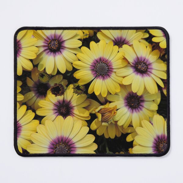 Item preview, Osteospermum 'Serenity Blue Eyed Beauty' designed and sold by Marilyn Harris.